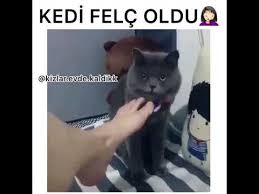 Kedi Ayak Kokusundan Felc Oldu Youtube