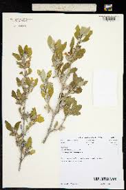 Image result for Petalidium bracteatum