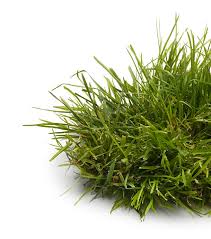 Generally if a palm is healthy with normal. Integrity Pest Control Services Integrity Pest Control Services