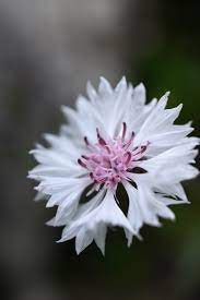 Cornflower White In 2020 Scripture Verses Cornflower Plants