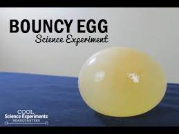 Bouncy Egg Science Experiment Youtube