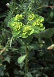 Image result for Euphorbia baylissii