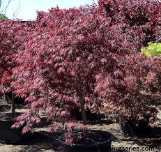 Enjoy 3 seasons of regal red and purple foliage. Tamukeyama Cutleaf Japanese Maple Wilson Nurseries