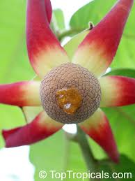 Image result for Uvaria