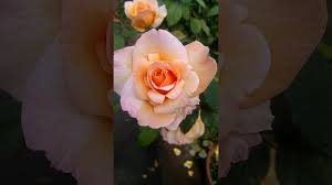 Please say that you will have mre of this rose either now or by fall at the latest. Apricot Blend Rose Name Tahitian Sunset Zary 05 Aars 06 One Of The Most Beautiful Colour Rose Youtube