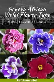 African violets (saintpaulia) makes a lot of flowers in the most varied colors. 76 African Violet Leaf Different Variegation Types Ideas In 2021 African Violets Plants African Violets African