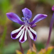 Image result for Loudetia simplex