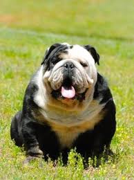 Compare height, weight, life span, litter size and more. Sumo Bully With Images Bulldog Puppies English Bulldog Bulldog