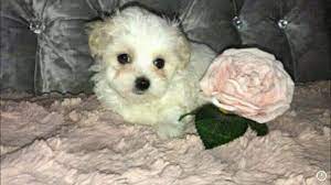 Maybe you would like to learn more about one of these? Maltipoo Puppies For Maltipoo Puppies For Adoption Facebook
