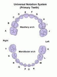 The arguments for and against the palmer dental notation system are briefly discussed, including the perceived difficulty of reproducing this on personal computers. Teeth Names And Numbering Systems You Need To Know Dental Education Hub