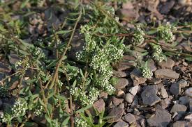 Image result for Corrigiola