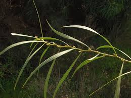 Image result for Aeschynomene glauca