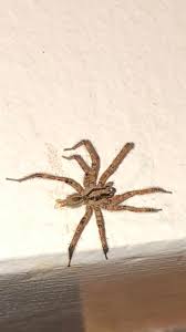They are big enough that i'm confident i'll probably see or hear a snake before it's too late. This Guy Just Bit Me Wolf Spider Tennessee Usa Spiders