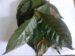 Maybe you would like to learn more about one of these? Jual Obat Ambeien Ambeyen Wasir Handeuleum Daun Ungu Di Lapak Goer Store Bukalapak