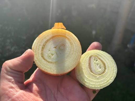Black mold on onions is safe to eat after peeling