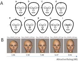 Maybe you would like to learn more about one of these? Brain Responses To Facial Attractiveness Induced By Facial Proportions Evidence From An Fmri Study Scientific Reports