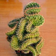 I posted a few days ago that we have clients who got scammed. Egrow 10pcs Pack Cactus Seeds Rebutia Variety Flowering Color Cacti Rare Cactus Garden Office Mini Plant Succulent