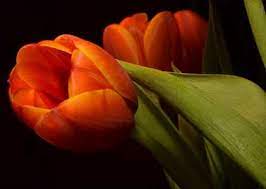 Check spelling or type a new query. 23 Types Of Orange Flowers Orange Flowering Plants With Pictures