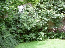 Résultat de recherche d'images pour "brunswick fig leaf and fruit"