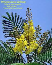Image result for Peltophorum dubium