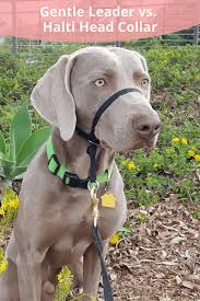 Gentle leaders draw on a dog's pack instinct and will help him to see that he needs to follow your commands when on a walk. Halti Vs Gentle Leader Best Head Collars For Dogs