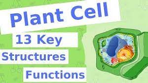 We did not find results for: The Plant Cell 13 Key Structures Youtube