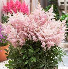 Pin On Astilbe Astilba