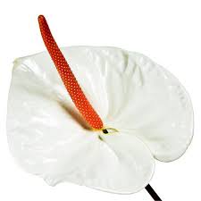 Anthurium Acropolis White Anthurium 3 Anthurium Flower Anthurium Anthurium Plant