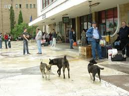 We did not find results for: In Gara La Targu Jiu In The Targu Jiu Railway Station Andra Moclinda BucuÅ£a Flickr