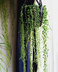 Pin On Plants
