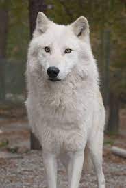 Pin By Sevedra Wimbitt On Wolves Albino Animals Wolf World Animals