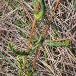 Image result for Guizotia scabra