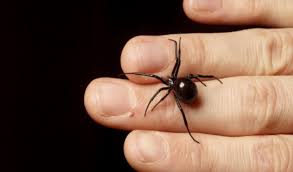 A female black widow spider © str © youtube. Six Things You Believe About Spiders That Are Totally False