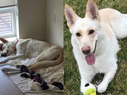 Check spelling or type a new query. Photos Of Dogs Before And After Adoption