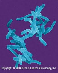 Image result for Shigella