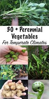There are perennial edible plants that will grow in almost every gardening zone! 30 Perennial Vegetables We Grow On Our Permaculture Homestead