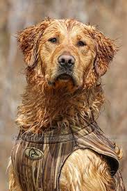 Heads Up Pgold Show Me A Hero Sh Cgn 2 25 2016 Golden Retriever Dogs Golden Retriever Golden Retriever Hunting