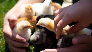 After all, hens cost more. Straight Run Chickens Everything You Need To Know