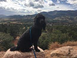 Look at pictures of poodle (standard) puppies who need a home. Home