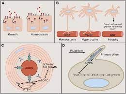 Maybe you would like to learn more about one of these? The Regulation Of Cell Size Cell