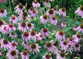 Echinacea Home Garden Information Center