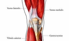 The diagram above shows some detail of the structure of a muscle cell. How To Use A Foam Roller A Runner S Guide Running The Guardian