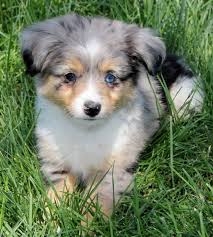 Exceptional quality tiny toy australian shepherd puppies for sale, raised around kids and other dogs. Toy Mini Australian Shepherd Pups For Sale Co Tug Yurhart Collie Puppies For Sale Aussie Puppies Aussie Puppies For Sale