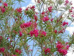 Order arizona tree seeds and start growing native trees of arizona from seed. Plant Of The Month Flowering Trees Water Use It Wisely
