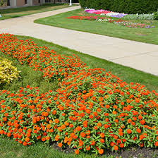 Profusion Double Fire Zinnia Zinnia Profusion Double Fire In Wilmette Chicago Evanston Glenview Skokie Winnetka Illinois Il At Chalet Nursery