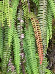 Image result for Cyclosorus striatus