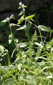 Image result for Cyanotis foecunda