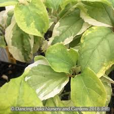 Image result for Clerodendrum ternatum