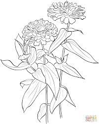 Zinnia Elegans Coloring Page Flower Coloring Pages Flower Drawing Zinnias