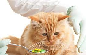Cat pill memes version 1, the only version tho. How To Give Your Cat A Pill The Catington Post